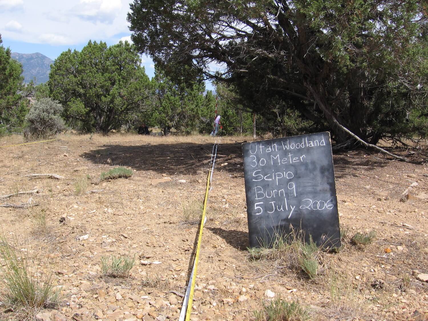 2006 - Mastication Site 9