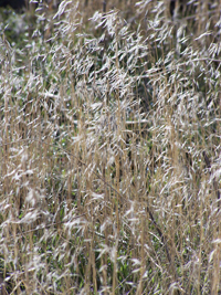 cheatgrass invasion