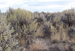 ecology of sagebrush systems