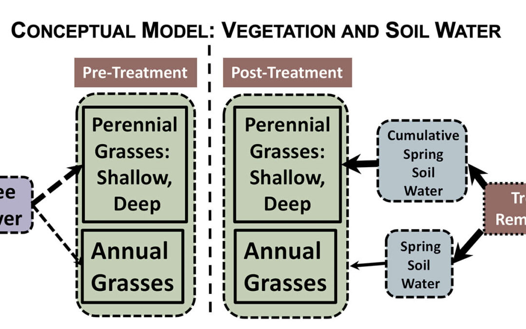 Tree Removal and Grass Response: Linking Vegetation with Available Soil Water