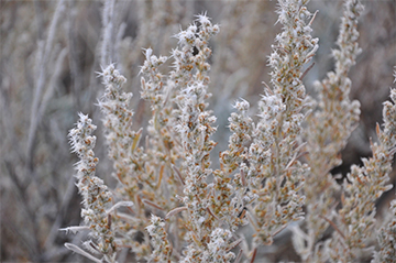 Using Predictive Modeling Tools to Improve Timing of Seeding Treatments