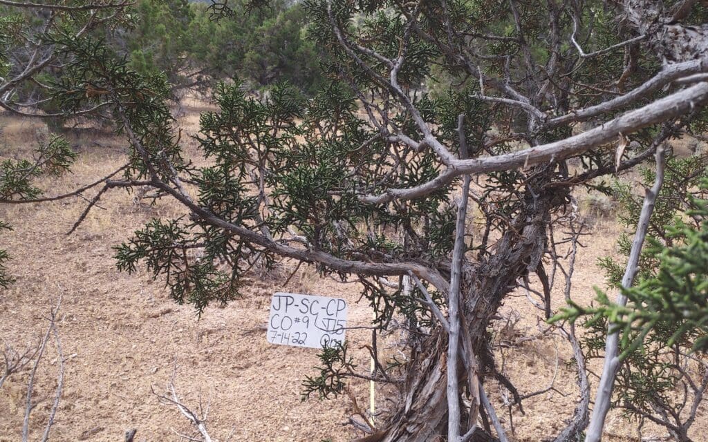 2022: 15 years post-treatment