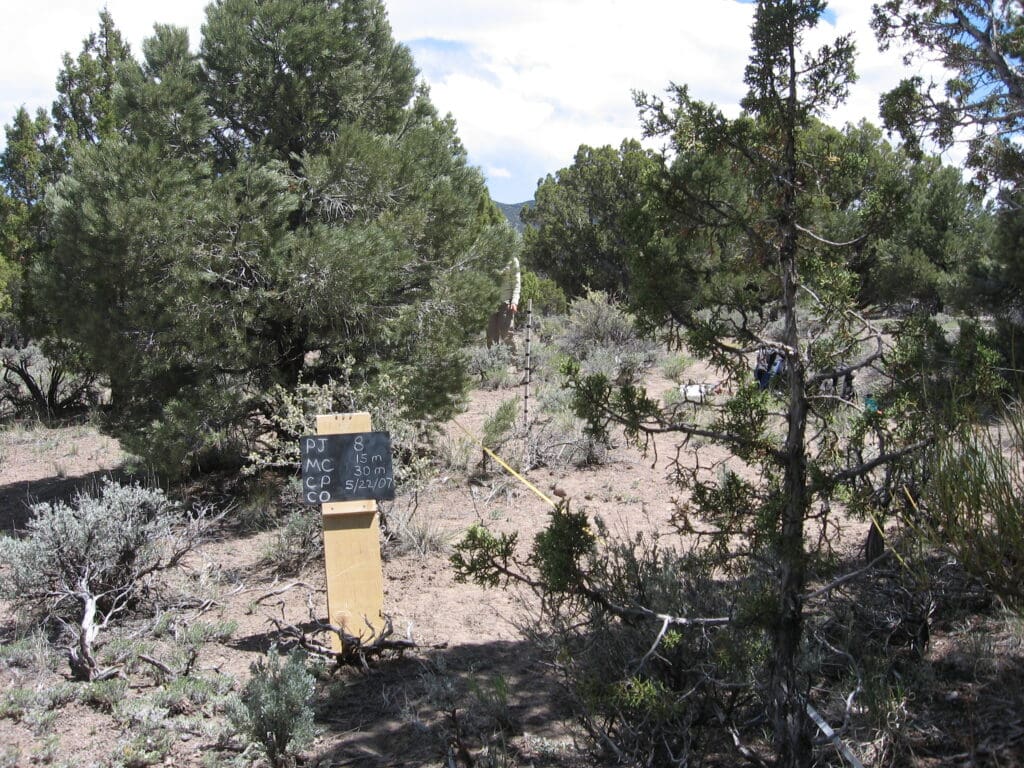 PJ_MC_CP_CO_08_T15_30M_7 2007: 1 year post-treatment