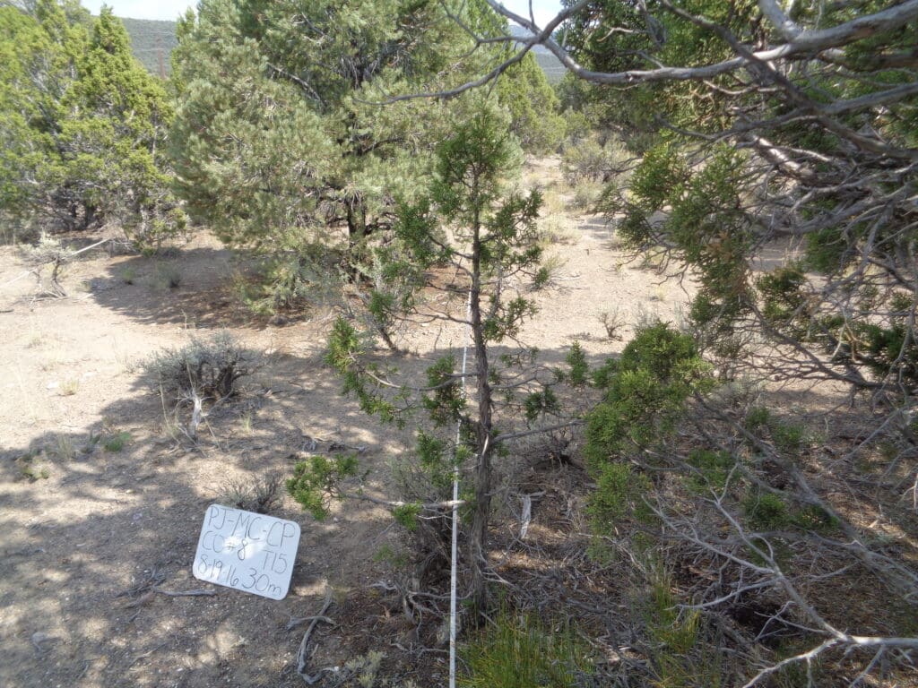 PJ_MC_CP_CO_8_T15_30m_16 2016: 10 years post-treatment