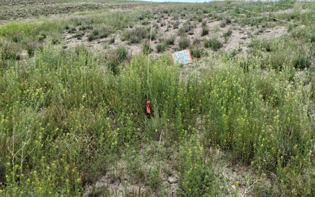 2023: 16 years post-treatment <br />
5 years post-wildfire