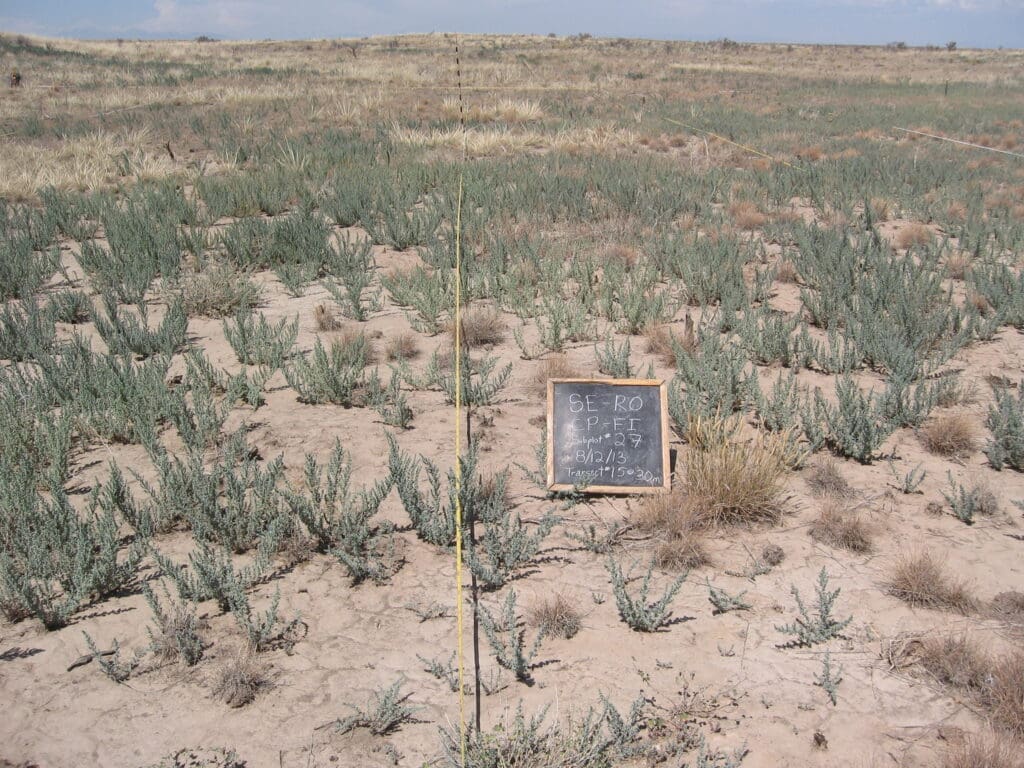 2013: 6 years post-treatment <br />
3 years post-wildfire