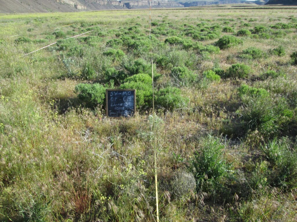 2024: 16 years post-treatment <br />
4 years post-wildfire