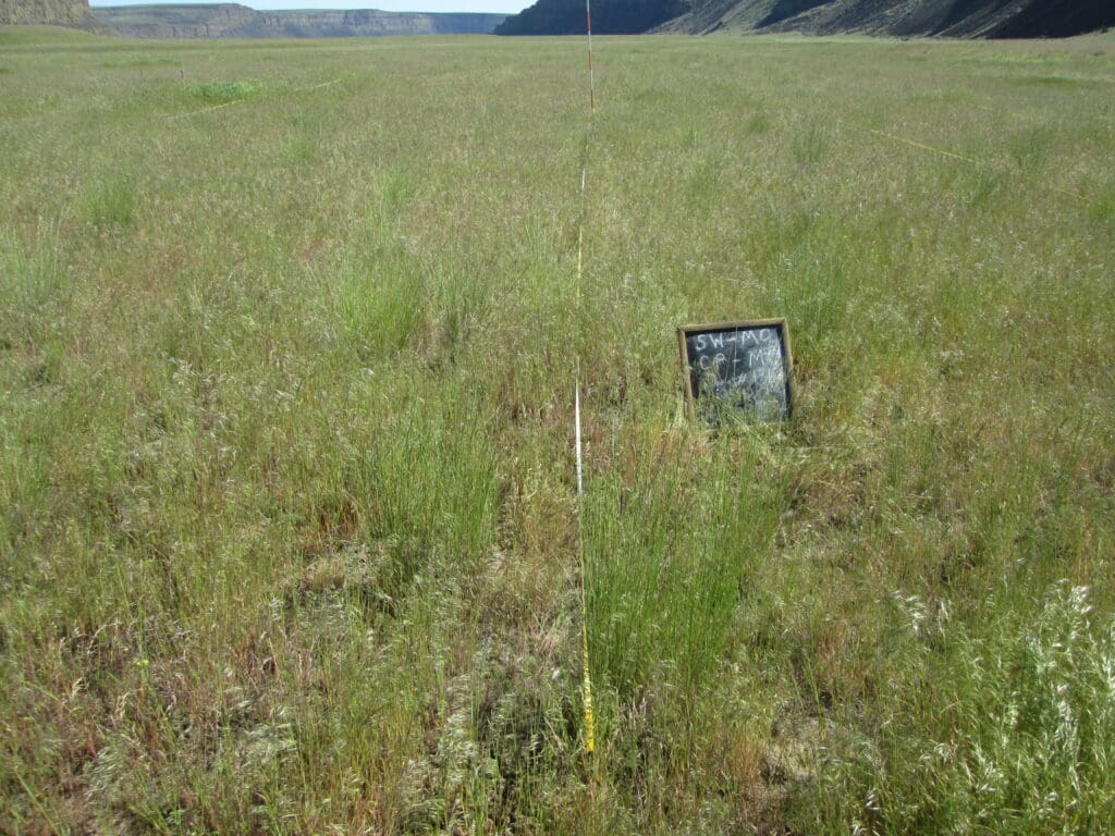 2024: 16 years post-treatment <br />
4 years post-wildfire