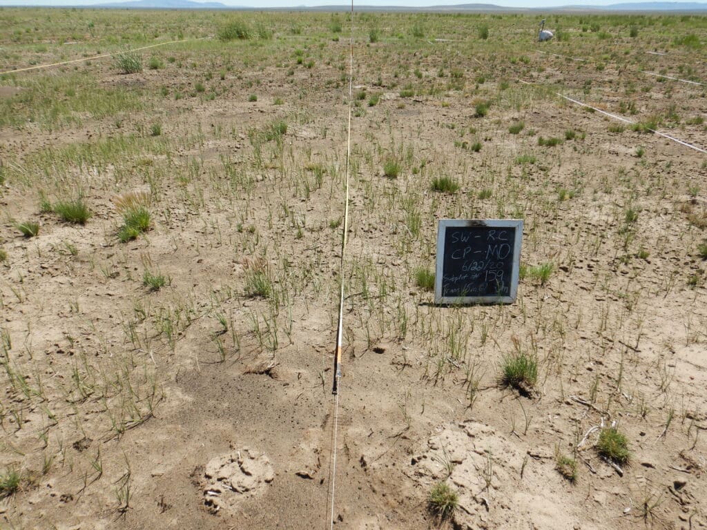 2020: 13 years post-treatment <br />
1 year post-wildfire